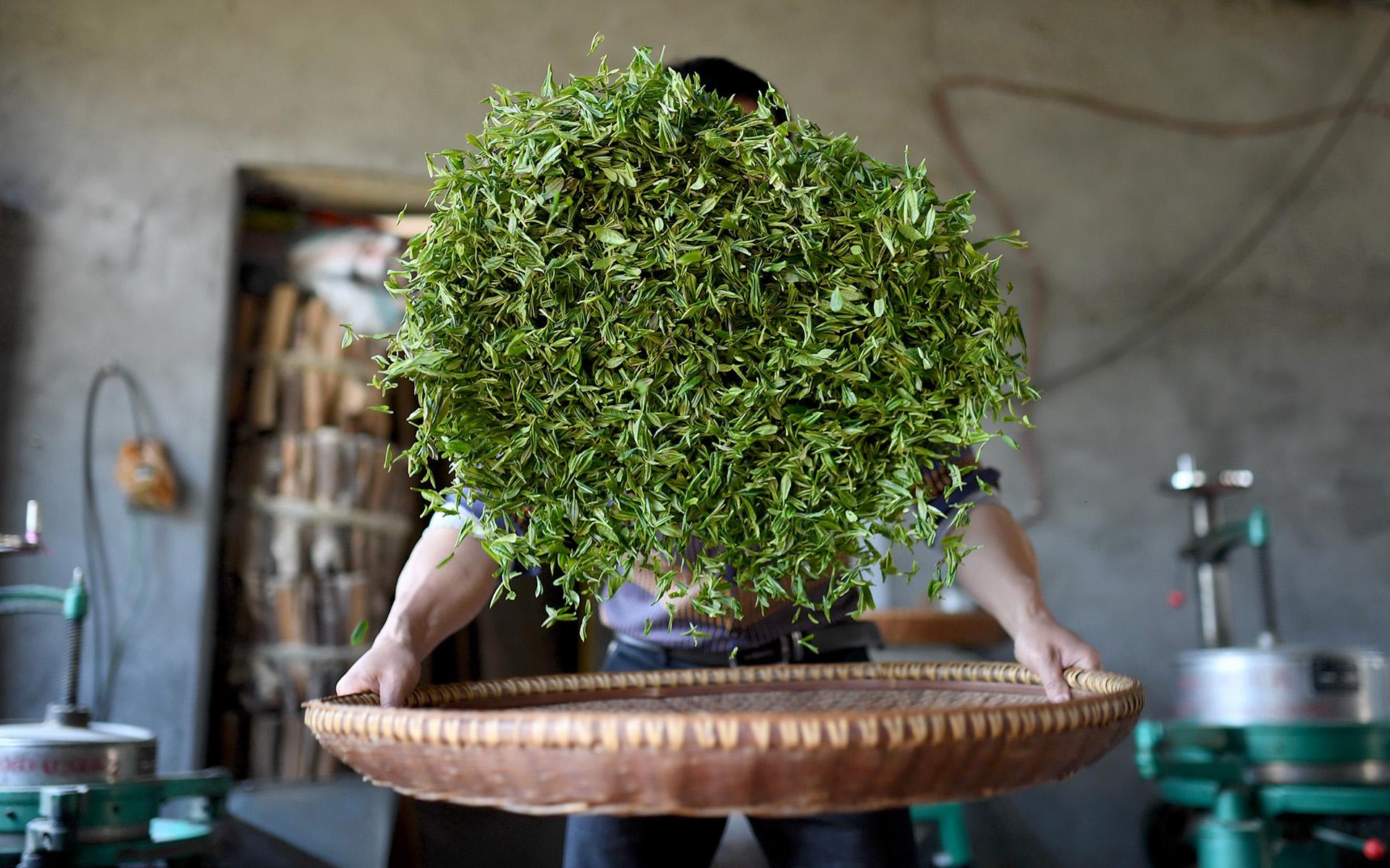 Чай собираюсь. Tea industry. Wanchaoziwu Tea industry. Tea industry Cha spread.